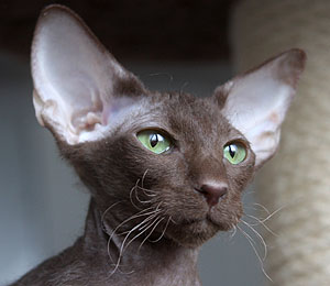 TAIYOUKAI NUADA VON NAFYS ZARAFA