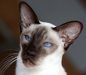 UK*Larhill Taiyoukai Rinoa