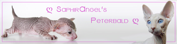 Cattery Saphir Angel