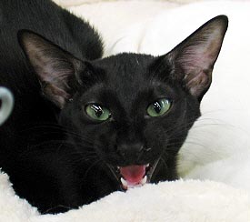 Yoko�s zweite Ausstellung am 05/02/2005