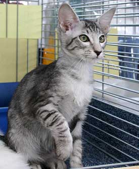 Majin�s erste Ausstellung am 05/03/2005