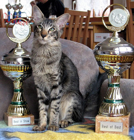 Taiyoukai Fajitas von Collioure