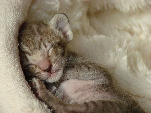 Foto: Alamoana Cattery