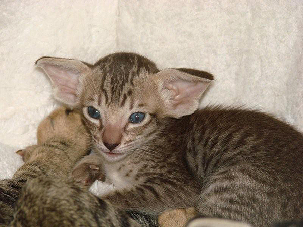 Foto: Alamoana Cattery