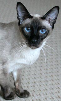 Adtream Sasha Bonbon