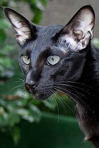 CymruCaths Yungaya Ddu