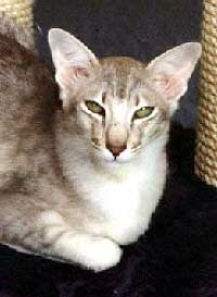 Nekonoshiro Dicaprio Leonardo