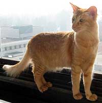 Sungain Diiva Domino