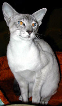 Cymru Caths Gwenddydd