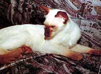 Tassams Capt. J.T. Kirk