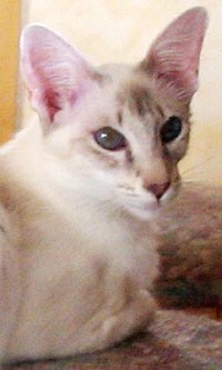 KLMs Starlight von Collioure