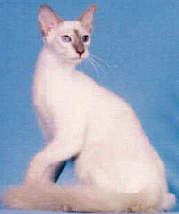 Nagai Kes Promises of KLM