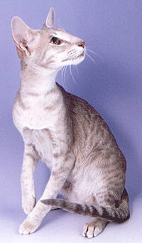 Piena Sydneynotaspot