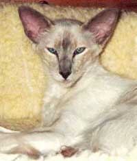 Bewitching Temptress Moon