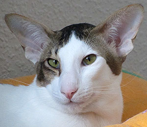 Felichaun Stradivari of Taiyoukai