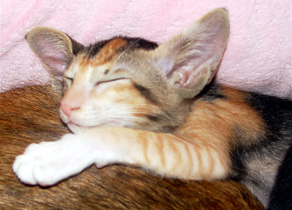 Foto: Astrid Kamerling