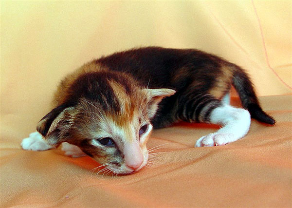 Foto: Astrid Kamerling