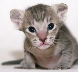 T�ao   Foto: Carolin Skirl