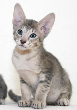 T�ao   Foto: Carolin Skirl