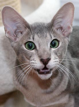 T�ao   Foto: Carolin Skirl