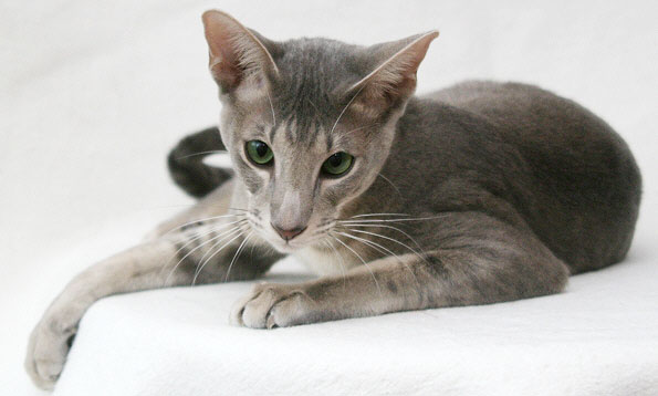 Taiyoukai T�ao T�hie