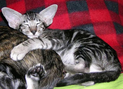 Foto: Svetlana Kustova