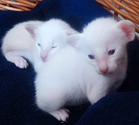 Yuki mit Schwester als Baby   Foto: Marianne Reumer