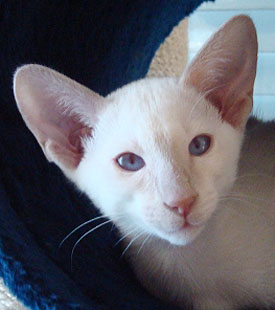 Yuki 3 Mo.   Foto: Marianne Reumer