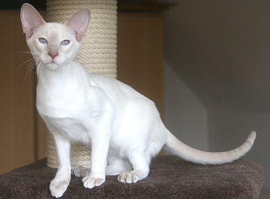 Khiri Khans Belladonna