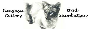 Yungaya�s traditionelle Siamkatzen